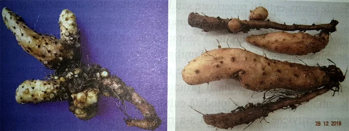 Tuberculii seamănă la gust cu cartofii dulci. FOTO Costel Vânătoru