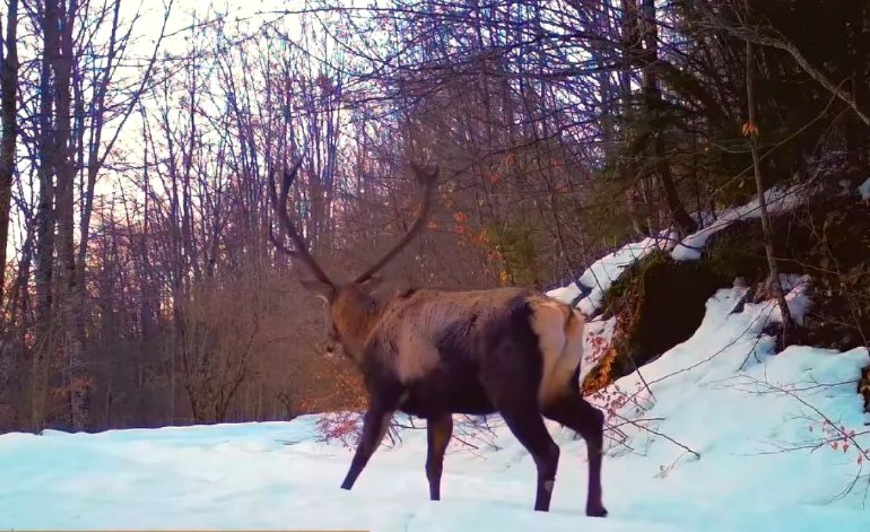 Cerb spectaculos susprins în Munţii Apuseni. Foto: Parcul Natural Apuseni