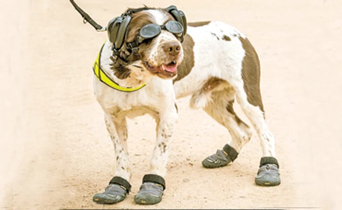 
     Este unul dintre cei mai  viteji dulăi din armata britanică  