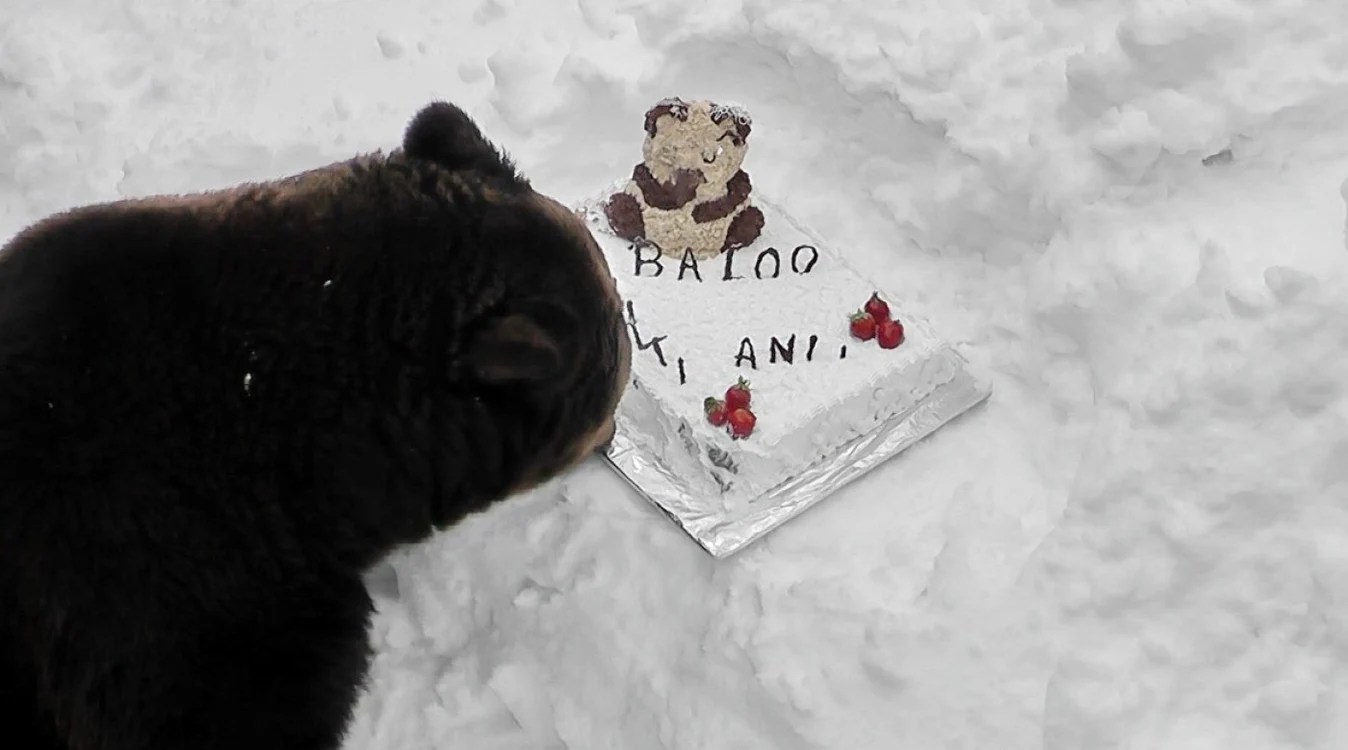 Ursul Baloo va fi sărbătorit. FOTO: mesagerulhunedorean.ro