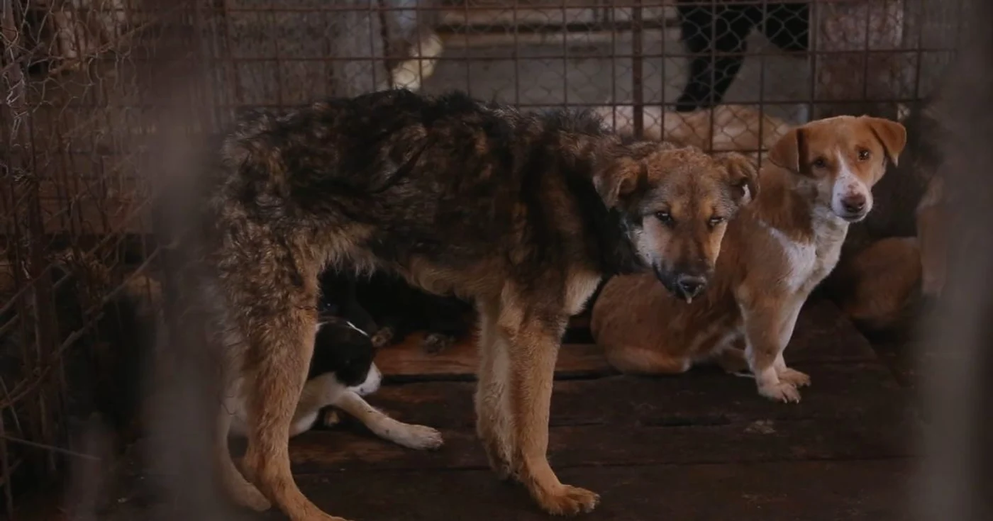 Peste 900 de dâmboviţeni au fost muşcaţi de câini, de la începutul anului