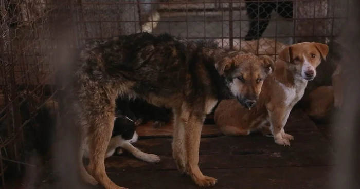 Peste 900 de dâmboviţeni au fost muşcaţi de câini, de la începutul anului