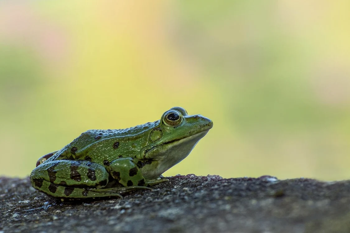 Broască - Foto: Pixabay