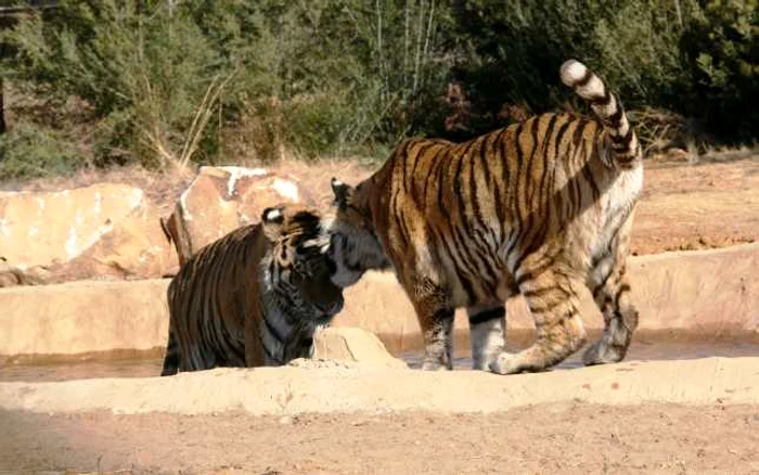 Tomia şi Riwa au ajuns din Oneşti în Africa de Sud