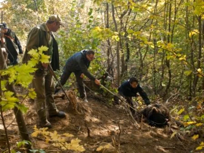 Acţiunea de salvare a ursului a fost realizată cu succes FOTO: Asociaţia pentru Conservarea Diversităţii Biologice