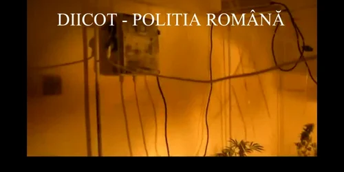 Cultură de cannabis descoperită de DIICOT într-un apartament din Constanţa