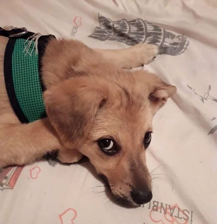 Maxy a fost salvat de Costin Mărculescu de pe stradă