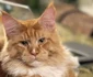 Zeus e din rasa Maine Coon