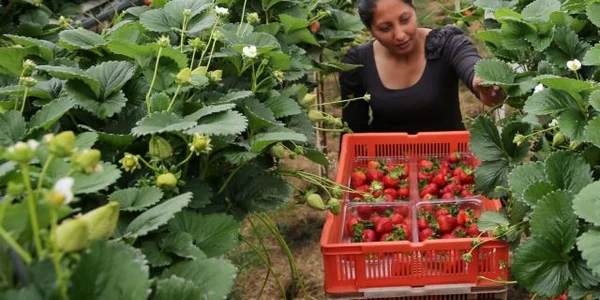 romani marea britanie capsuni foto sky news