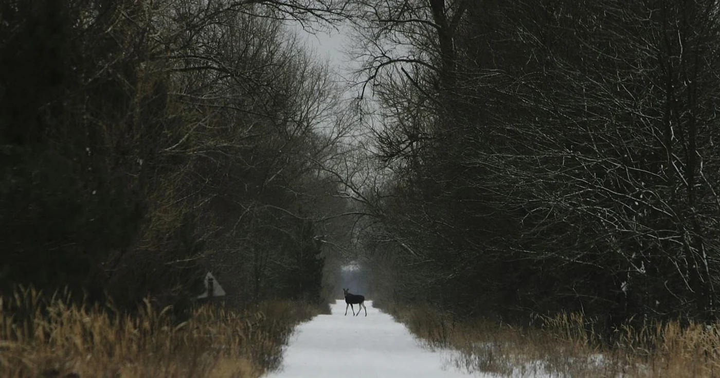 Ministerul Ecologiei şi Resurselor Naturale de la Kiev i-a sugerat preşedintelui ucrainean să reducă suprafaţa zonei interzise de la Cernobîl şi să creeze o arie naturală protejată pe restul de două treimi FOTO GettyImages