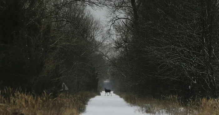 În ciuda dezastrului din 1986, multe animale au supravieţuit, s-au adaptat şi s-au înmulţit făcând din Cernobîl un adevărat sanctuar al vieţii sălbatice FOTO GettyImages/Guliver