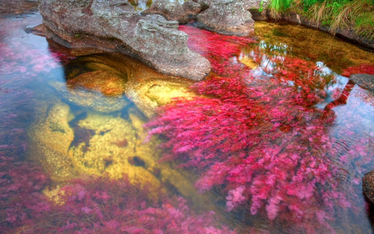 Râul Cano Cristales, unul dintre cele mai frumoase râuri din lume. FOTO Alamy
