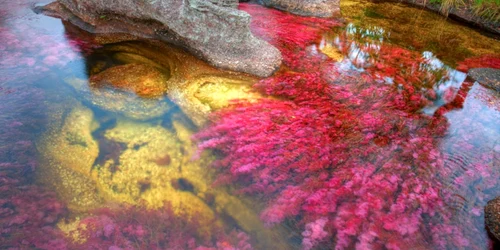 Cano Cristales FOTO Alamy