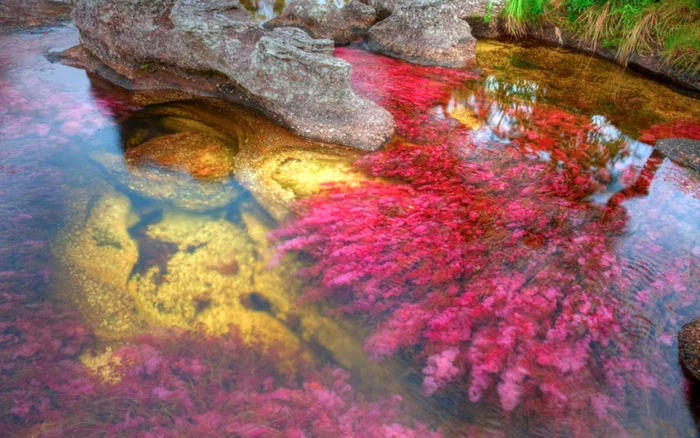 Râul Cano Cristales, unul dintre cele mai frumoase râuri din lume. FOTO Alamy