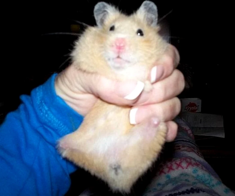 Hamsterul fără lăbuțe a împresionat zeci de mii de internauți