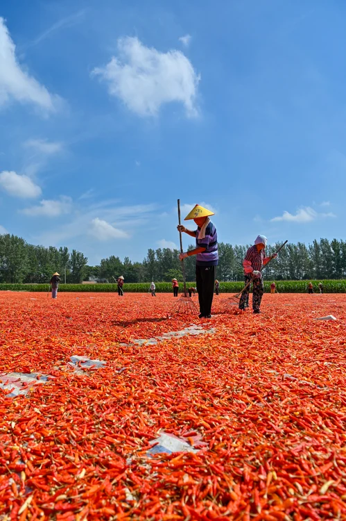 Fermierii au întins ardeii la uscat