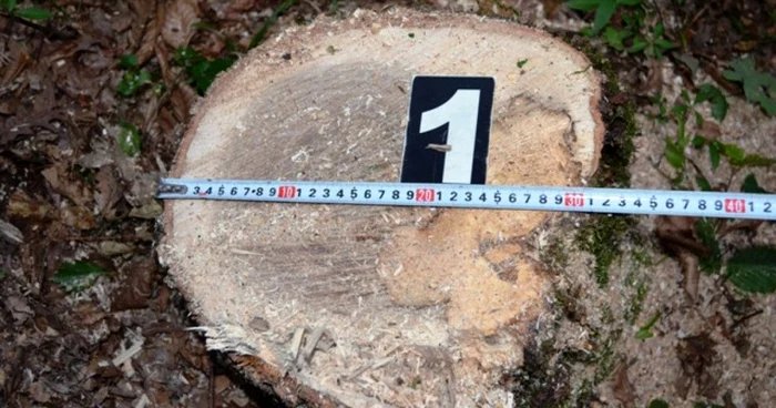 taiat arbori