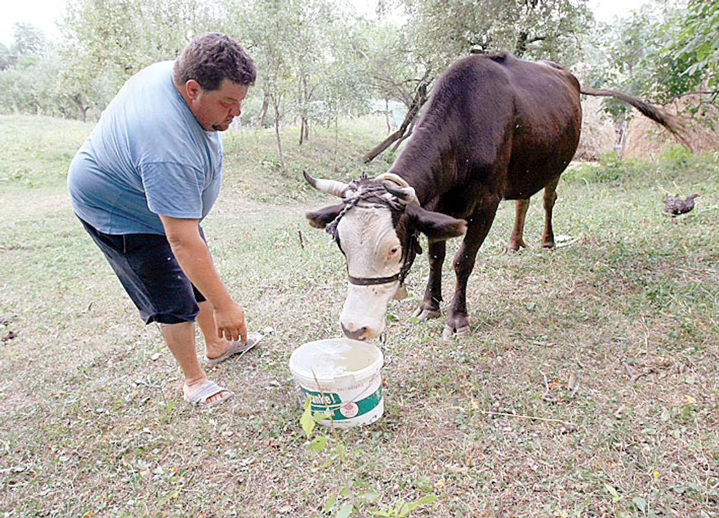 Şi vitele suferă  de sete
