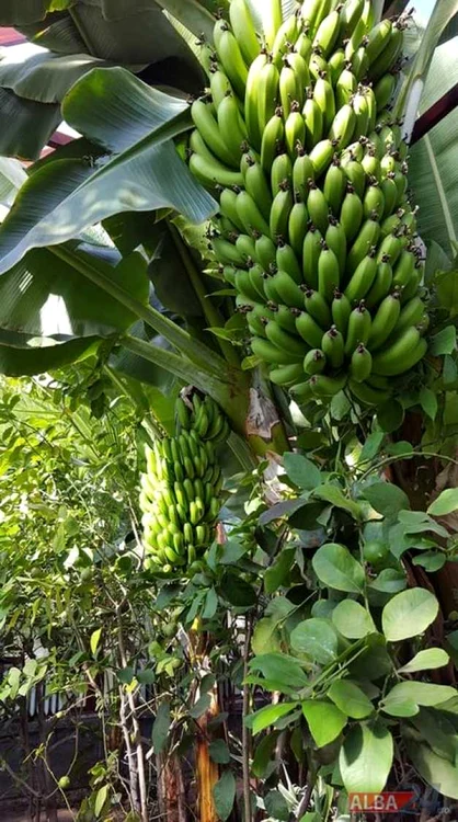 banane alba iulia
