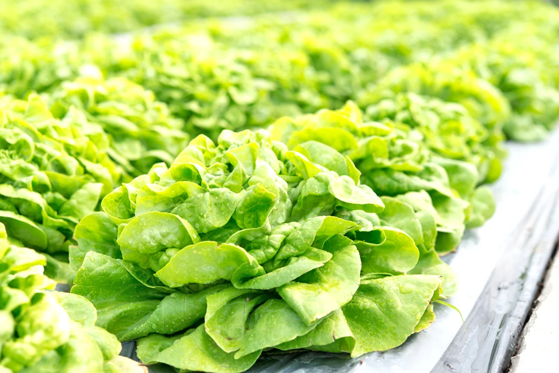 Salata cultivată în acest sistem este mai sănătoasă