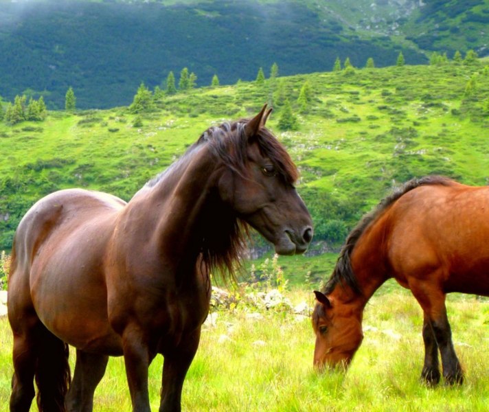 Țara europeană în care caii trăiesc liberi. „Au fost cândva coloana vertebrală a industriei agricole de aici”
