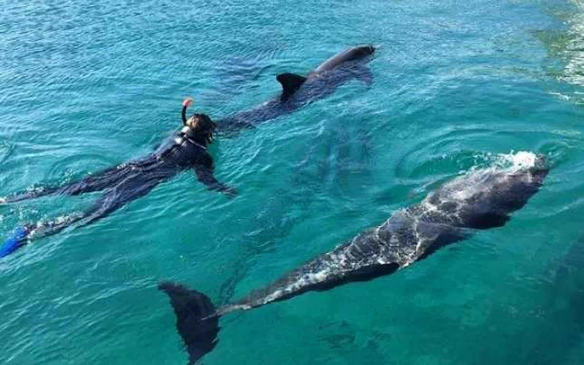 Cercetătorii americani au încercat să înveţe delfinii să comunice în limba engleză