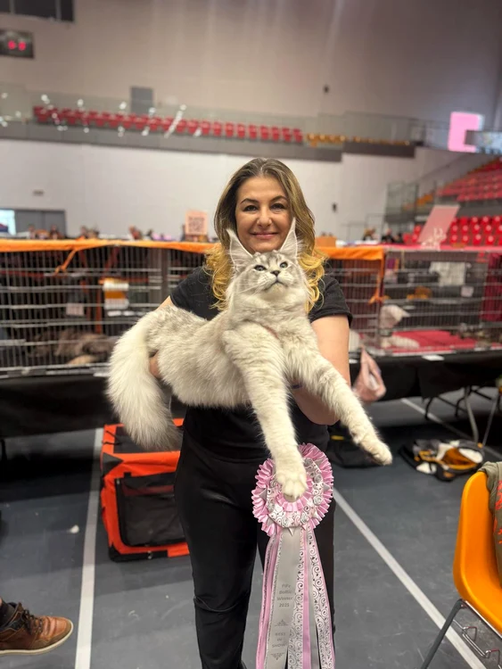 Trei trofee Baltic Winner 2025 pentru pisicile din România (3) jpeg