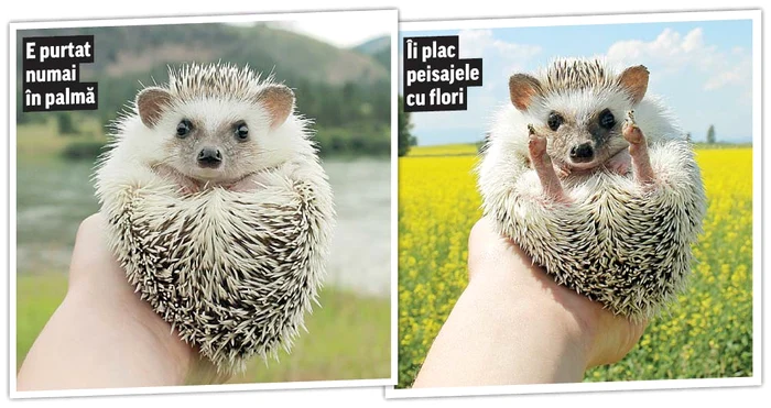 Încape într-o cană