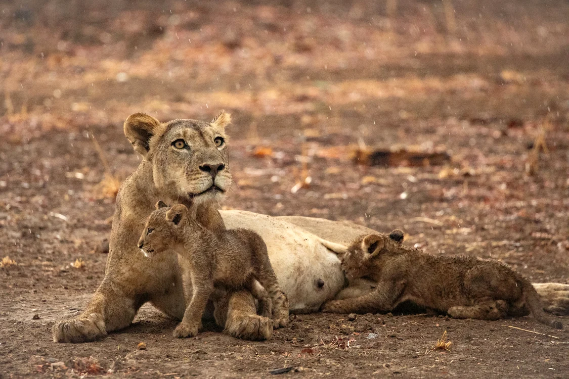 Familie de lei, urmărită în liniște de echipa de filmare. FOTO: BBC