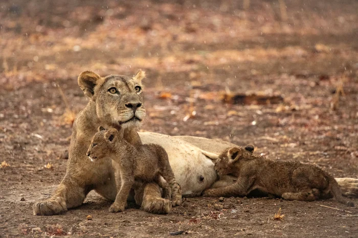 Familie de lei, urmărită în liniște de echipa de filmare. FOTO: BBC