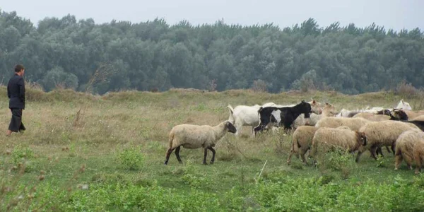 foto(arhiva)