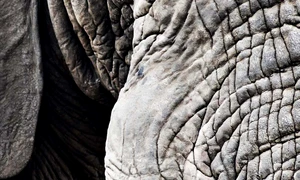 ştiu ce ai făcut astă viaţă jpeg