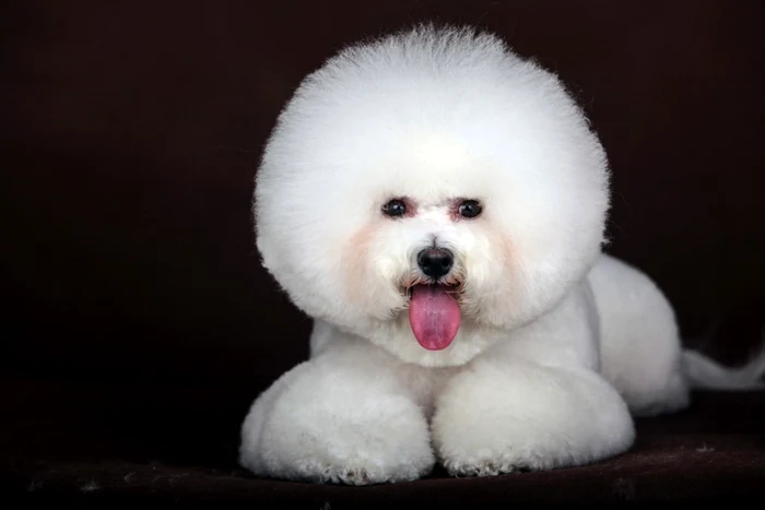 Bichon Frise FOTO Shutterstock