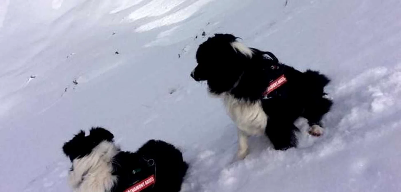 FOTO: Facebook Câini de avalanşă Salvamont
România