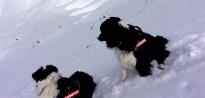 FOTO: Facebook Câini de avalanşă Salvamont
România