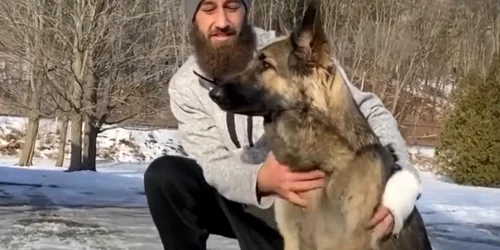 ciobanesc german care a salvat viata stapanului foto captura video