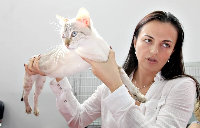 Sokoke, pentru prima  dată în România