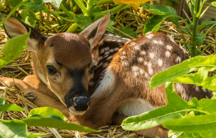 Căprioara și puiul ei au fost salvate FOTO Shutterstock