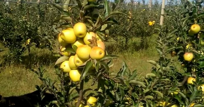 fermier mere bio oltisoru - foto facebook marin serban