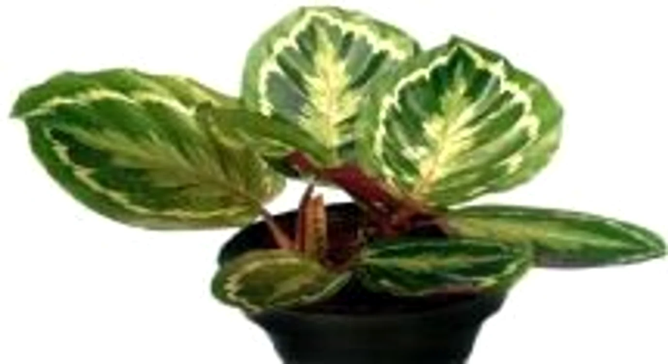 calathea îngrijire jpeg