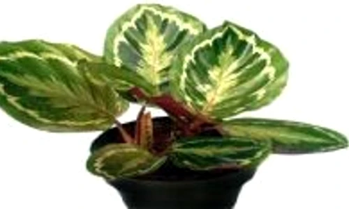 calathea îngrijire jpeg