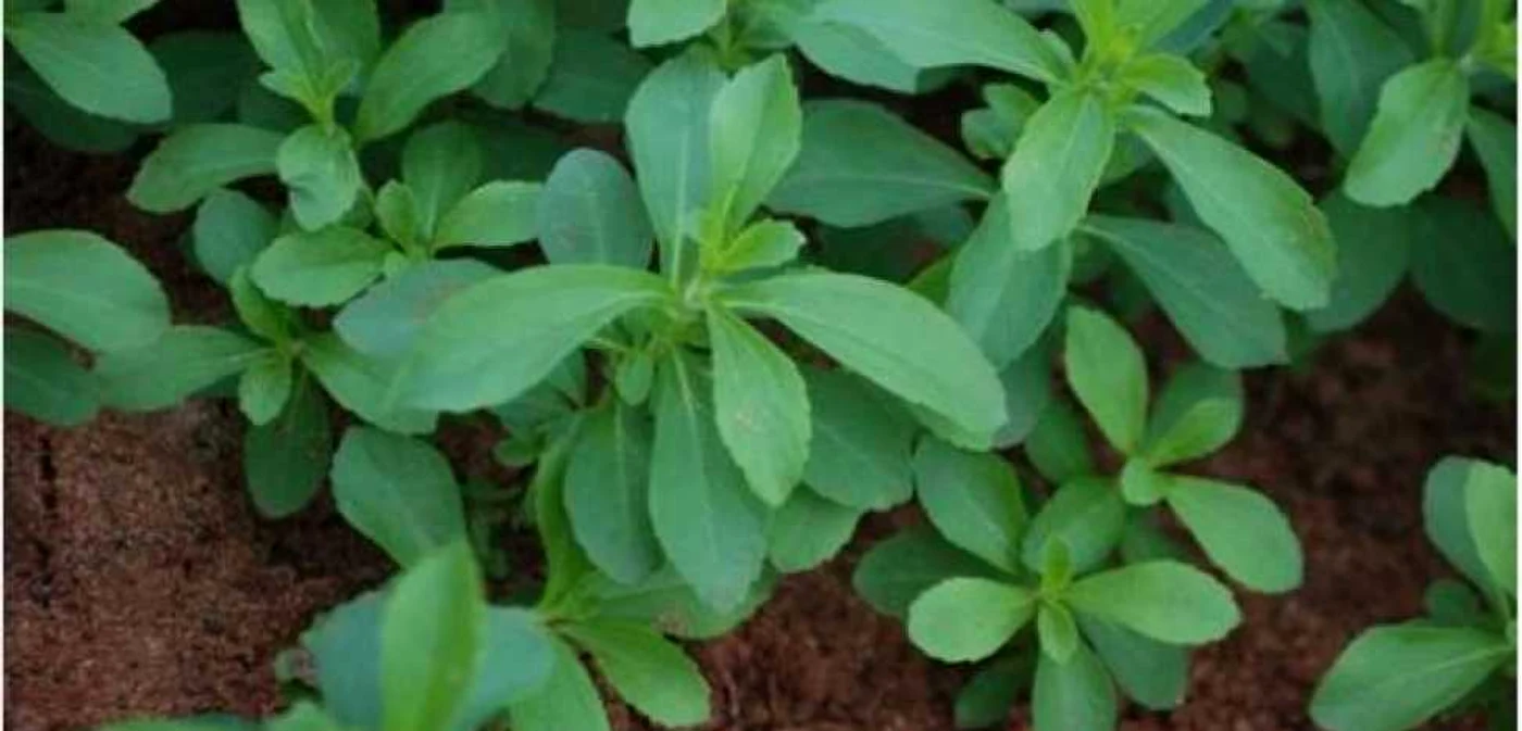 O cantitate de extract de ştevie este de 200 de ori mai dulce decât aceeaşi cantitate de zahăr granulatFOTO ecomagazin.ro