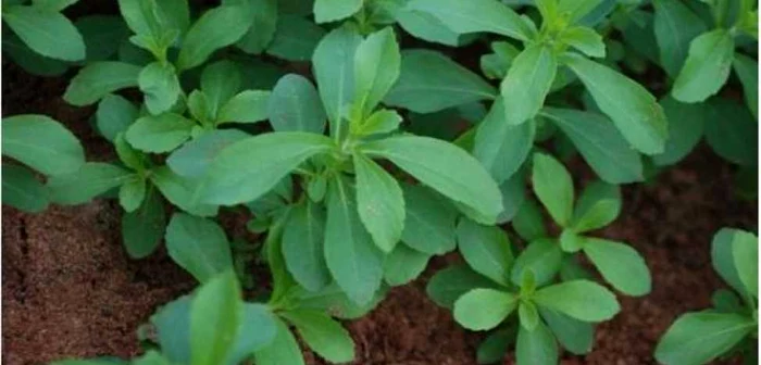 O cantitate de extract de ştevie este de 200 de ori mai dulce decât aceeaşi cantitate de zahăr granulatFOTO ecomagazin.ro