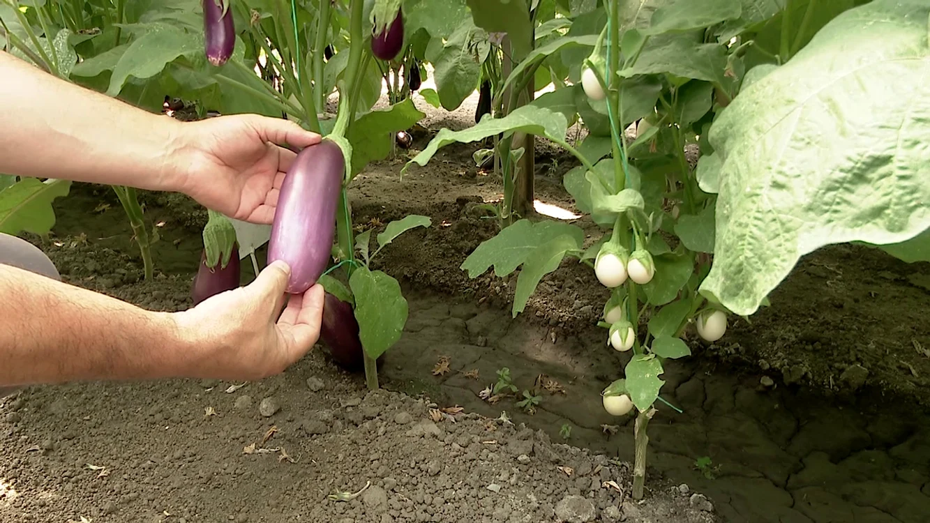 Vinetele de la Staţiunea de Cercetare pentru Legumicultură Buzău au dimensiuni şi culori diverse 