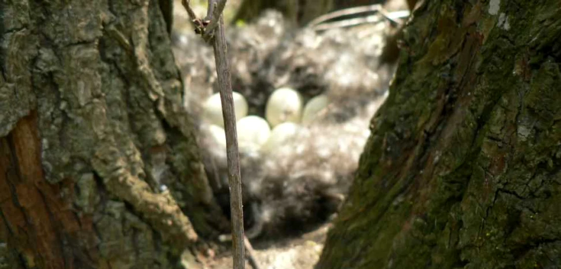 calarasi pisica