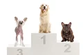 Competitie jpg
