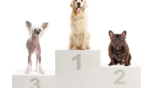 Competitie jpg