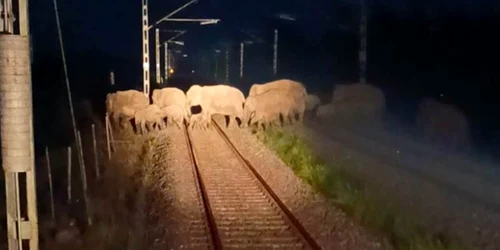 elefanti pe calea ferata jpg