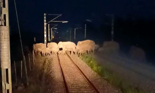 elefanti pe calea ferata jpg