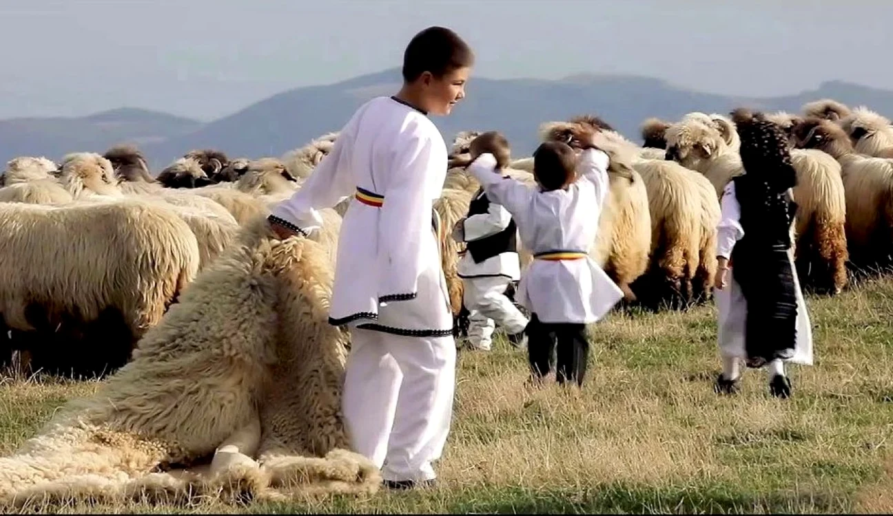 oieri valea sebesului